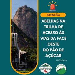 Abelhas na trilha para face oeste do Pão de Açúcar