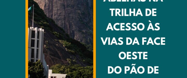Abelhas na trilha para face oeste do Pão de Açúcar