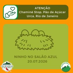 ATENÇÃO: ninho na via Stop, Pão de Açúcar (Rio de Janeiro)
