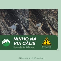 Ninho na via Calis, Cantagalo, Rio de Janeiro