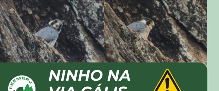 Ninho na via Calis, Cantagalo, Rio de Janeiro