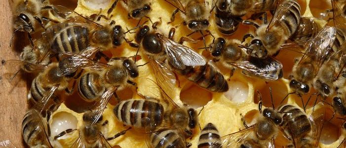 Alerta de Risco! Presença de abelhas africanizadas no PARNASO – Trilha para o Cabeça de Peixe e na Cachoeira Veú da Noiva