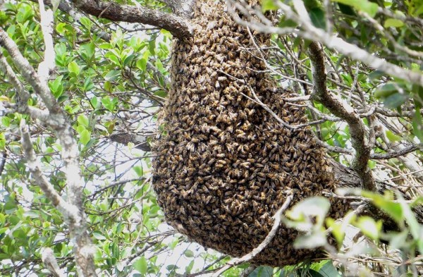abelhas_escalavrado