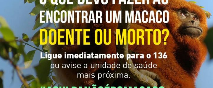 Atenção! Febre amarela no Rio de Janeiro